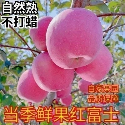 正宗秦安富士甘肃天水大山自产脆甜水晶苹果新鲜代餐水果