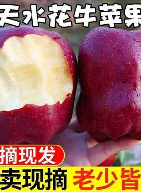 正宗甘肃天水花牛苹果新鲜水果10斤当季整箱红蛇苹果粉面红苹果