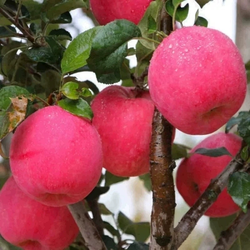 甘肃苹果新鲜水果整箱当季静宁红富士苹果脆甜大果8斤精选礼盒装