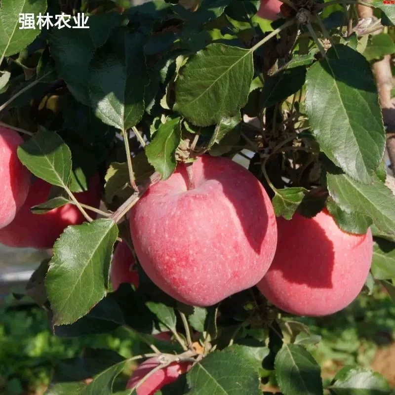 甘肃特产静宁高山红富士脆甜苹果新鲜应季水果强林整箱正宗品质