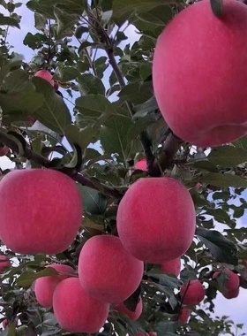 甘肃静宁大苹果水果新鲜当季包邮红富士苹果天然无公害果VUCG