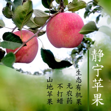 苹果水果甘肃静宁红富士苹果新鲜脆甜冰糖心应季整箱丑苹果10斤