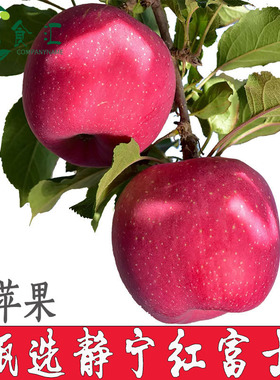 甘肃特产正宗静宁红富士苹果新苹果水果新鲜丑平果10斤生鲜75小果