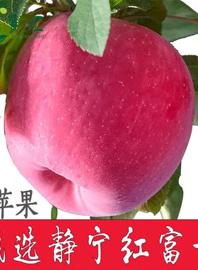 甘肃静宁红富士苹果新鲜水果整箱当季现摘精选80平果甜脆12斤包邮