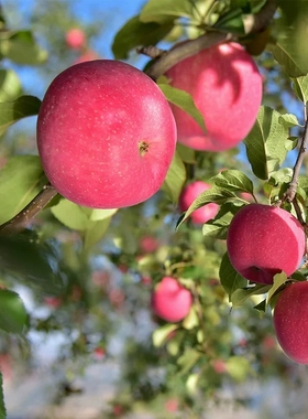 甘肃静宁苹果红富士水果新鲜应当季整箱批冰糖心甜脆苹果70小平果