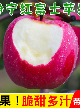 甘肃静宁苹果红富士应季水果带箱10斤新鲜苹果当季现摘脆甜包邮