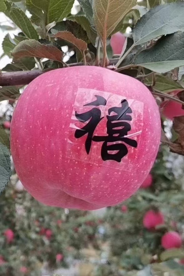 甘肃庄浪特产红富士苹果75果新鲜水果香脆甜整箱10斤装非静宁