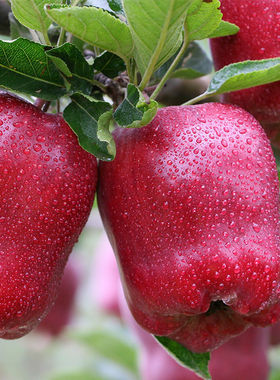甘肃天水花牛苹果正宗特产农作物鲜红脆甜粉面沙水果孕妇宝宝辅食