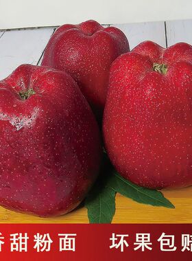 【新果】天水花牛苹果3/5/10斤包邮新鲜水果宝宝粉面刮泥甘肃蛇果