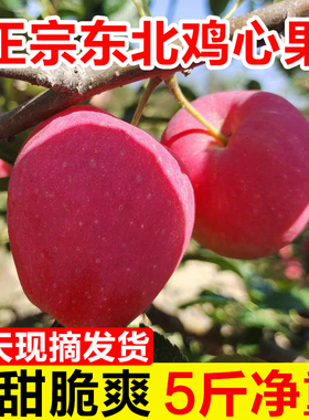 东北鸡心果新鲜水果锦绣海棠果小苹果新鲜现摘应季水果  整箱5斤