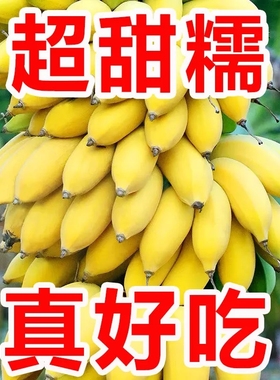 广西小米蕉香蕉新鲜水果9斤小香芭蕉当季苹果蕉整箱自然熟包邮5