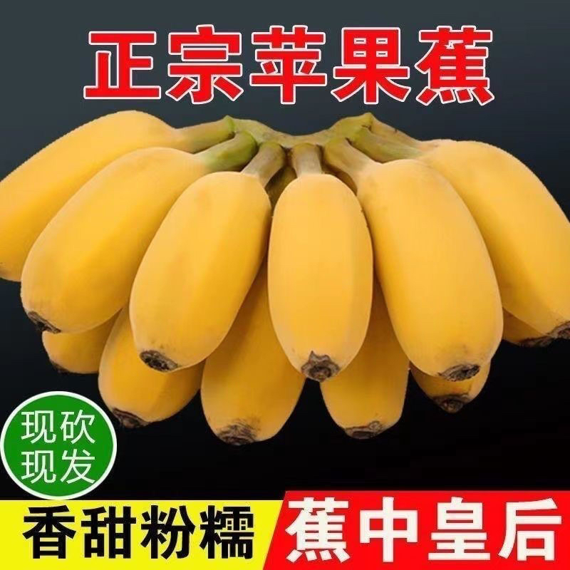 【老韦鲜生】广西南宁苹果蕉新鲜水果9斤包当季 整箱西贡芭蕉香蕉