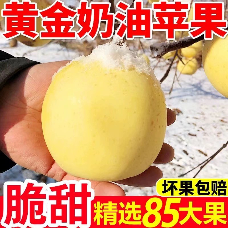 【正宗】山东烟台黄金奶油富士苹果整箱水果脆甜新鲜白色牛奶苹果