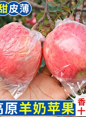 【全网爆款】正宗羊奶苹果红富士苹果新鲜当季水果白整箱10斤包邮