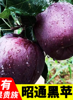 【特级】云南昭通黑苹果 黑卡黑钻紫粉肉口感新鲜水果 节日礼盒