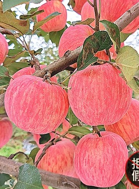 正宗洛川苹果新鲜水果当季陕西精品红富士冰糖心脆甜大果10斤整箱