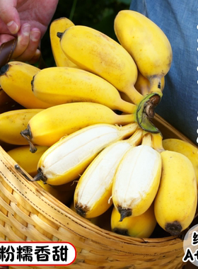 正宗苹果蕉香蕉新鲜自然熟5斤大果广东粉蕉广西小米皇帝芭焦水果