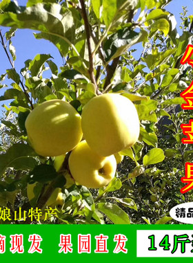 小金苹果高原野生青苹果精品大果金冠新鲜当季儿童孕妇水果带皮吃