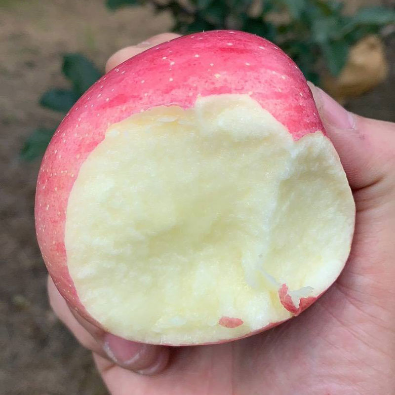洛川苹果新鲜水果高原红富士陕西特产2022新果霜后整箱5斤大果