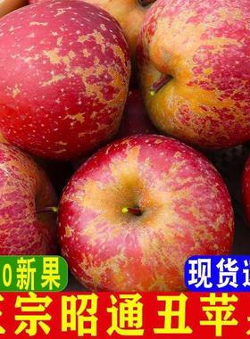 正宗原产地云南省昭通昭丑苹果脆甜冰糖心水果10斤召通新鲜大果