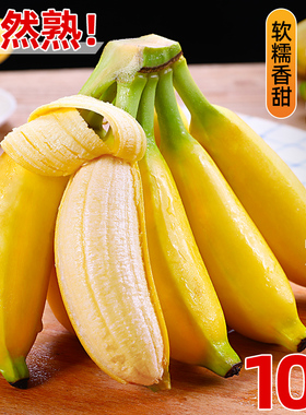正宗苹果蕉当季新鲜水果香蕉整箱10斤大果自然熟小米蕉绿芭蕉心粉