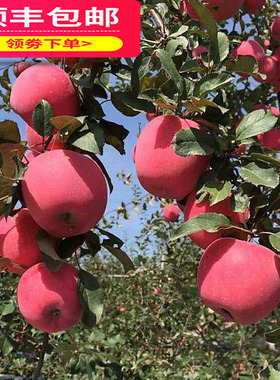 水果新鲜苹果10斤平安果红富士糖心脆甜中大果产地直销非栖霞洛川