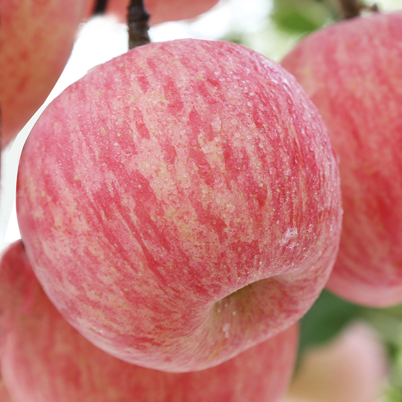 山东烟台栖霞红富士苹果新鲜甜脆水果孕妇精品优质大果整箱10斤