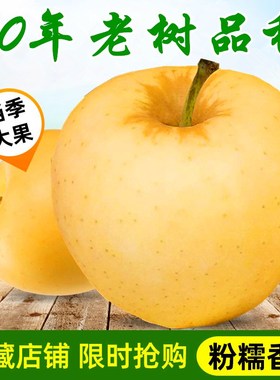 精选特大黄元帅苹果5斤辽宁盖州特产新鲜大果当季水果黄金帅