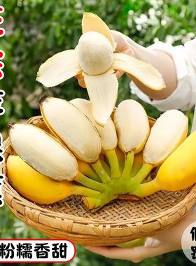 正宗苹果蕉当季新鲜水果香蕉整箱9斤大果自然熟小米蕉绿芭蕉心粉