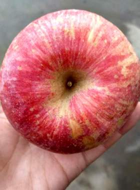 【瑕疵果】当季新鲜烟台栖霞苹果大果5斤 脆甜多汁新鲜水果苹果