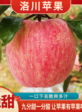 正宗洛川红富士苹果6枚大果试吃装水果新鲜脆甜冰糖苹果