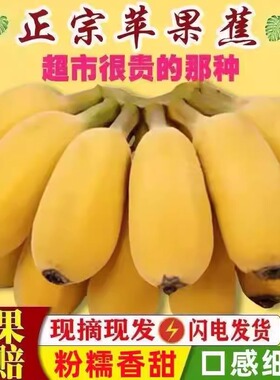 正宗苹果蕉香蕉新鲜自然熟9斤大果广东粉蕉 广西小米皇帝芭焦水果