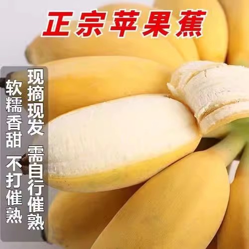广西正宗苹果蕉粉蕉当季大果实惠价香甜粉糯苹果粉蕉蛋蕉