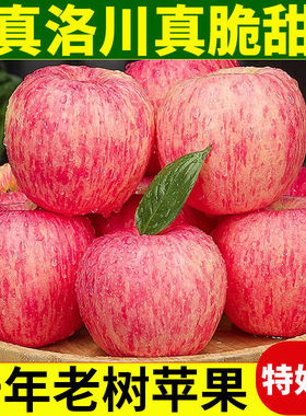 现摘现发陕西洛川红富士苹果10斤大果新鲜水果脆甜多汁苹果平安果