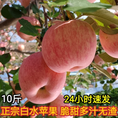 白水红富士苹果新鲜当季水果脆甜多汁皮薄无渣10斤礼盒装非冰糖心