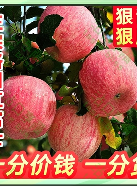 正宗陕西红富士洛川苹果10斤一级精品冰糖心新鲜水果脆甜产地直发