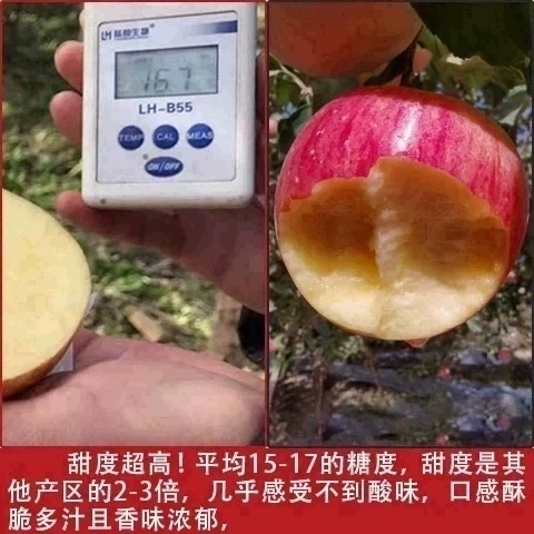 新疆苹果阿克苏非冰糖心苹果早熟红富士苹果新鲜当季脆甜苹果水果