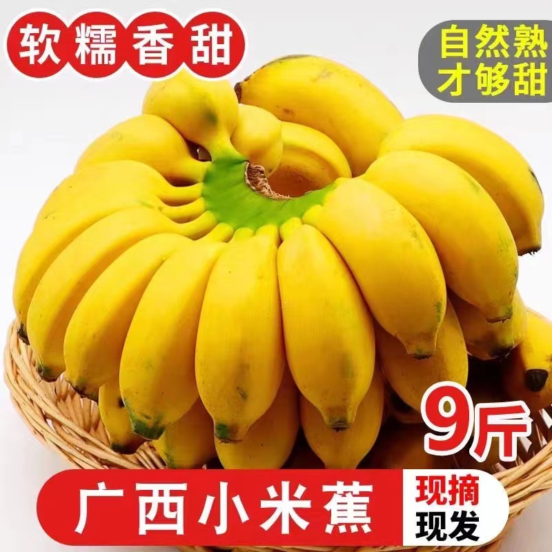 现摘广西小米蕉当季新鲜水果10斤整箱自然熟banana苹果蕉香蕉粉蕉