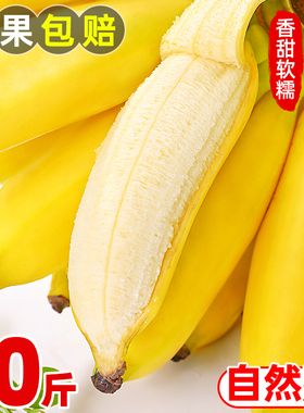 广西小米蕉香蕉新鲜10斤水果当季整箱苹果蕉小香蕉芭蕉自然熟包邮