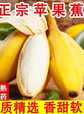 正宗苹果蕉香蕉新鲜10斤包邮粉蕉当季水果芭蕉小米蕉3斤/5斤