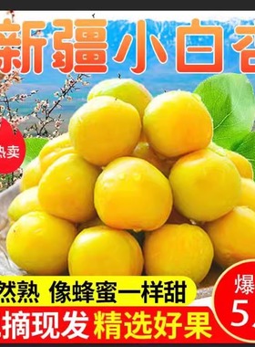 新疆小白杏爆甜珍珠油杏新鲜水果纯甜甜杏子应季小白杏一件代发