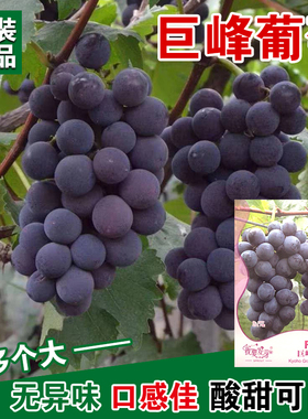 果树种子巨峰葡萄种子葡萄籽水果葡萄种苗葡萄树阳台盆栽水果种子