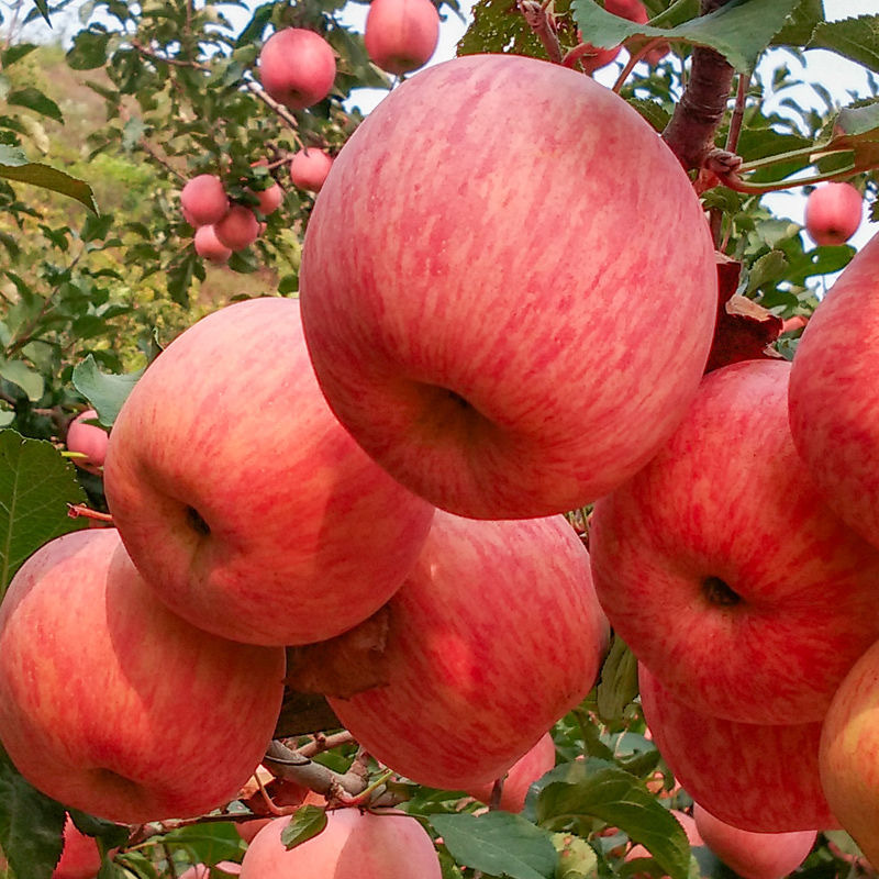 陕西膜袋红富士苹果一级脆甜当季新鲜水果条红冰糖心10斤整箱包邮