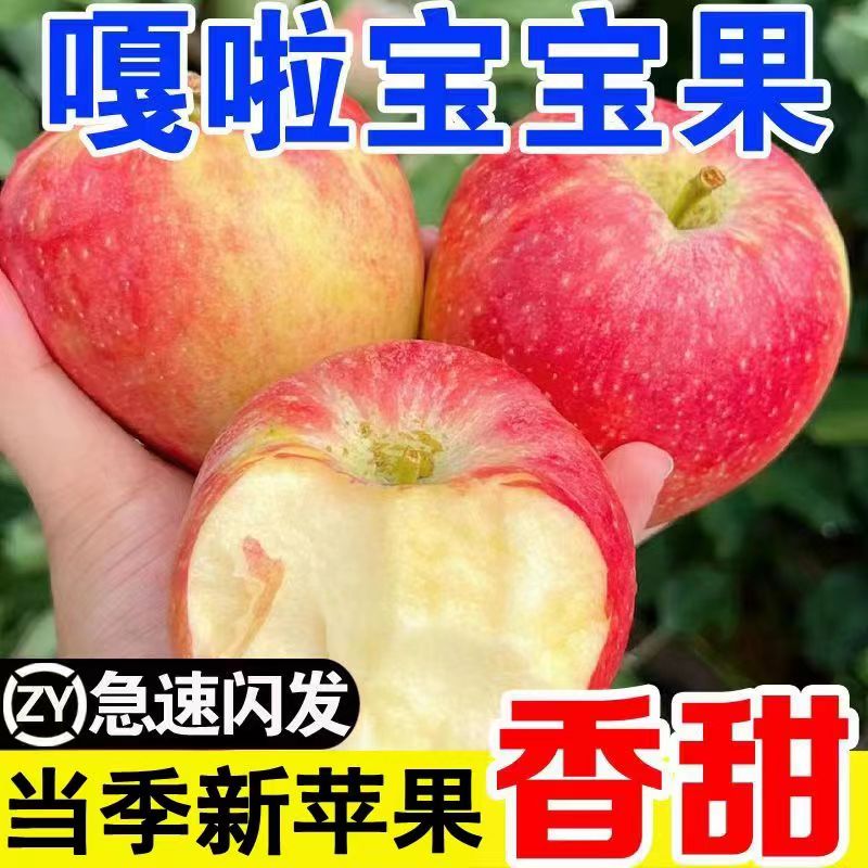 【2024正宗嘎啦苹果现货】5斤粉面嘎啦苹果水果新鲜烟台栖霞刮泥