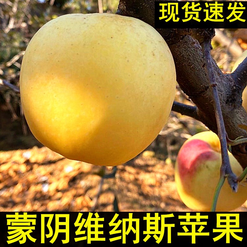 蒙阴现摘果园直发新鲜水果现货孕妇维纳斯黄金苹果5斤