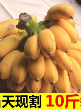 香蕉 5新鲜小米蕉带箱10斤芭蕉海南帝王蕉banana水果5苹果粉蕉3