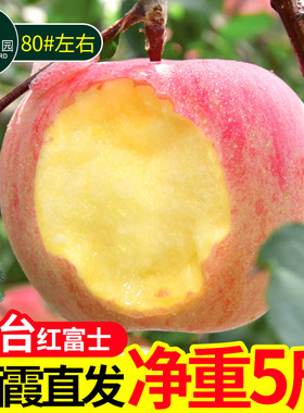脆甜多汁新鲜山东烟台红富士苹果应季当季水果批发3斤5斤10斤包邮