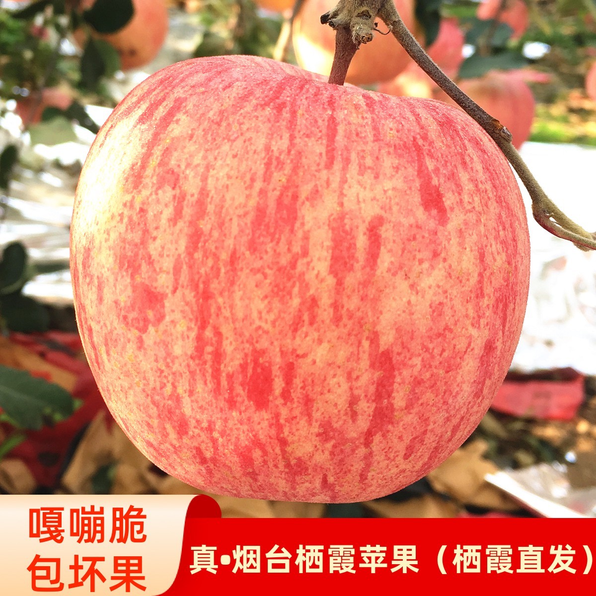 山东烟台栖霞红富士苹果新鲜水果当季整箱5/10斤脆甜大果产地直发