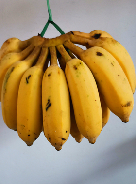 广东粉蕉5斤新鲜水果高州香蕉米蕉南蕉丑蕉自然熟食用苹果蕉芭蕉