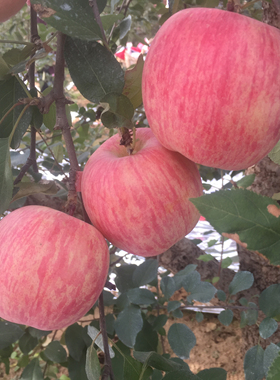 山东烟台红富士苹果新鲜水果优质5斤装批发包邮